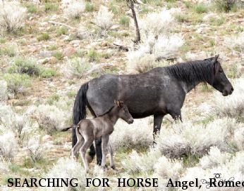 SEARCHING FOR HORSE Angel, Romeo, Walker, Ziggy Near Gardnerville, NV, 89410